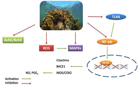 Unveiling the bioactive compounds in mafic seaweed dohemy